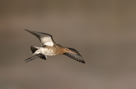 Animal, Beak, Bird, Booby, Flying